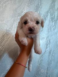 bichon maltese 