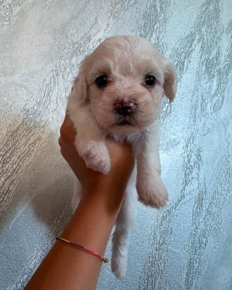 bichon maltese 
