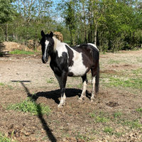 Cavalla da pascolo di 10 anni