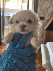 Cuccioli di Maltese