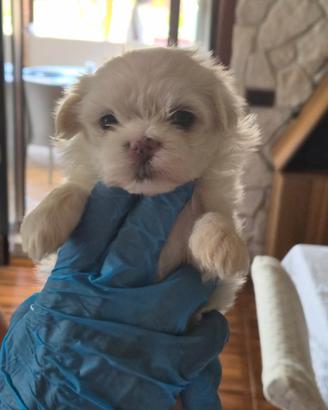 Cuccioli di Maltese