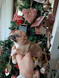 Cuccioli di chihuahua mini