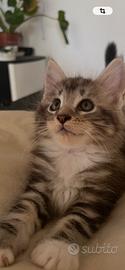 Cuccioli Maine cotone nati il 14 giugno 2026