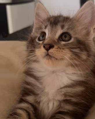 Cuccioli Maine cotone nati il 14 giugno 2026