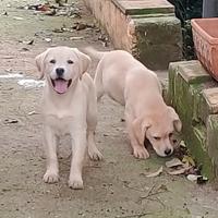 Ultimi cuccioli Labrador gialli con pedigree