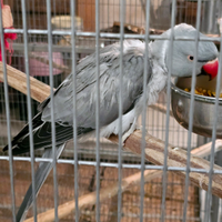 Parrocchetto dal collare