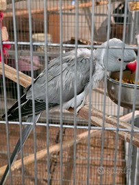 Parrocchetto dal collare