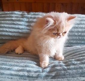 Gatti persiani ipertipici 