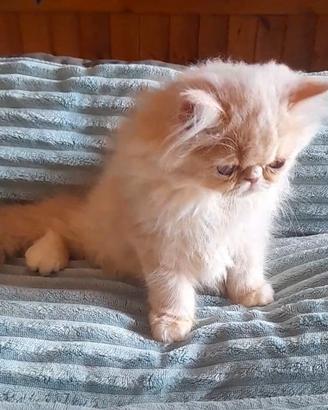 Gatti persiani ipertipici 