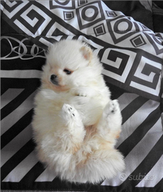 Cucciolo di Pomerania