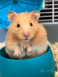 Criceto Dorato - Cuccioli 2/3 mesi