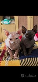 Sphynx coppia 6 mesi