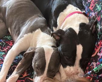 Amstaff cucciola