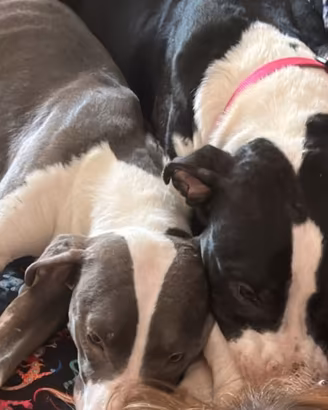 Amstaff cucciola