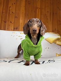 Bassotto ARLECCHINO x Accoppiamento monta