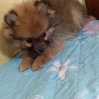 Cuccioli di Spitz nano
