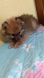 Cuccioli di Spitz nano