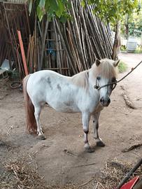 Pony femmina