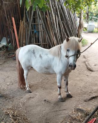 Pony femmina