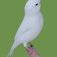 Canarino bianco recessivo