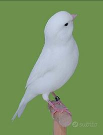 Canarino bianco recessivo