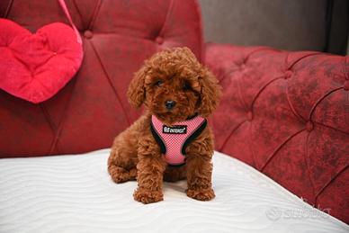 Cuccioli Barboncini Mini Toy M e F