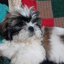 Cuccioli di shitzu