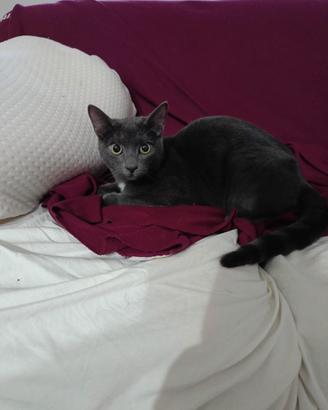 Gatto 7 mesi