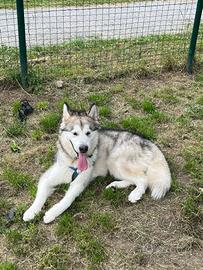 Alaska malamute