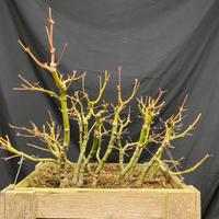 Bonsai boschetto aceri palmati yamamomiji