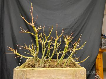 Bonsai boschetto aceri palmati yamamomiji