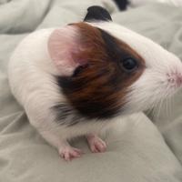 3 cuccioli porcellino d'inda ad adottare