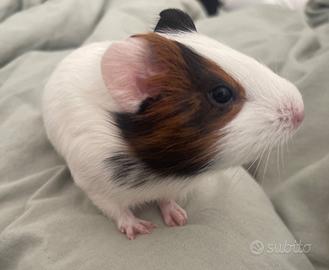 3 cuccioli porcellino d'inda ad adottare