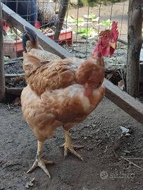 Collo nudo x jersey Giant u-0-v-a