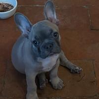 Bulldog francese