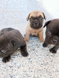 Bulldog francese