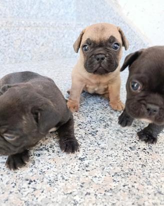 Bulldog francese