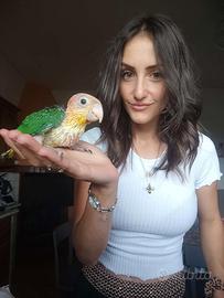Baby pappagalli