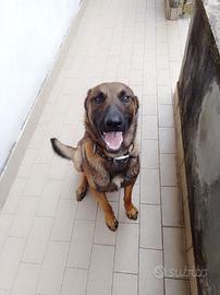 Maschio pastore belga M. per accoppiamento