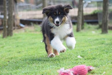 Cucciolo pastore australiano