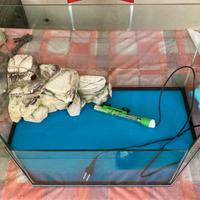 Acquaterrario acquario per tartarughe