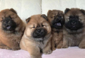 Cuccioli di chow chow