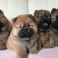 Cuccioli di chow chow