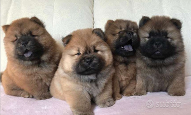 Cuccioli di chow chow