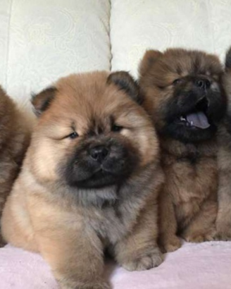 Cuccioli di chow chow