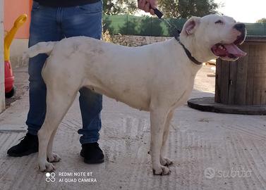 Dogo Argentino TOP