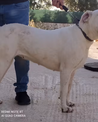 Dogo Argentino TOP