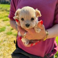 Maltipoo mini toy