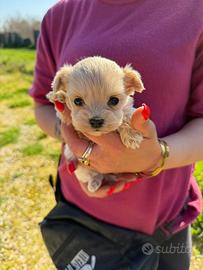 Maltipoo mini toy