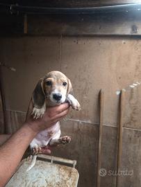 Beagle